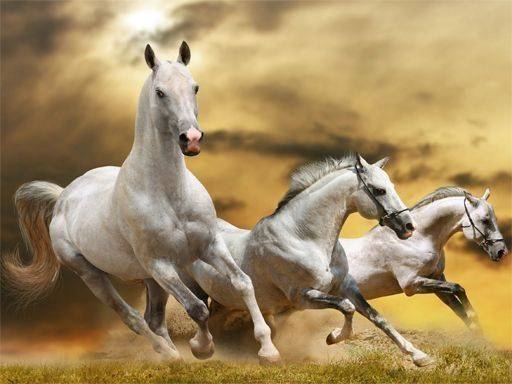 Running Horse Slide Puzzle Game